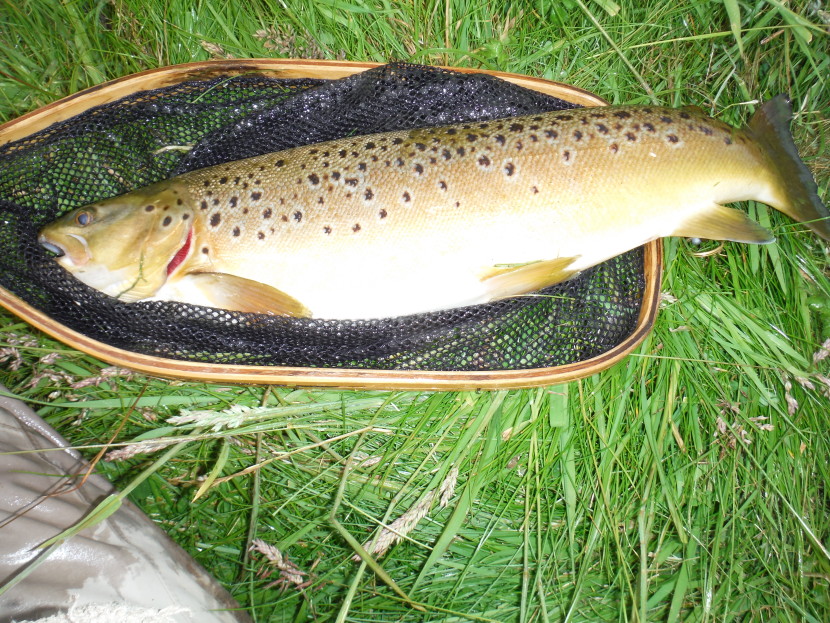 Avon trout
